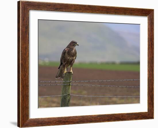 Buzzard (Buteo Buteo), Captive, United Kingdom, Europe-Ann & Steve Toon-Framed Photographic Print