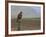 Buzzard (Buteo Buteo), Captive, United Kingdom, Europe-Ann & Steve Toon-Framed Photographic Print