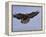 Buzzard (Buteo Buteo), Flying, Captive, Cumbria, England, United Kingdom-Steve & Ann Toon-Framed Premier Image Canvas