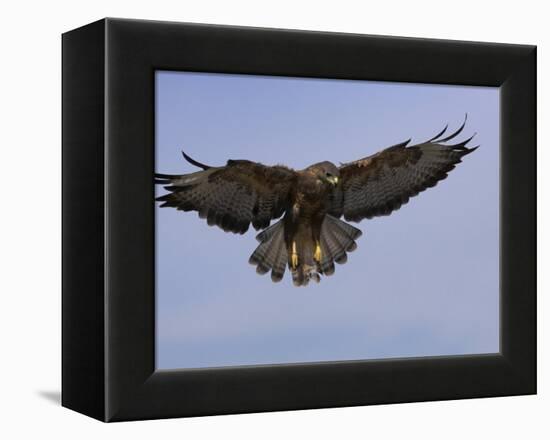 Buzzard (Buteo Buteo), Flying, Captive, Cumbria, England, United Kingdom-Steve & Ann Toon-Framed Premier Image Canvas