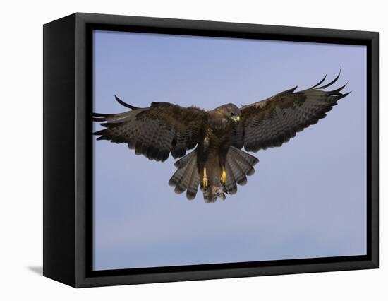 Buzzard (Buteo Buteo), Flying, Captive, Cumbria, England, United Kingdom-Steve & Ann Toon-Framed Premier Image Canvas