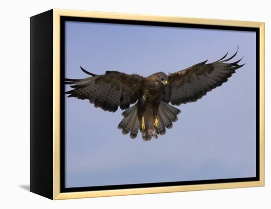 Buzzard (Buteo Buteo), Flying, Captive, Cumbria, England, United Kingdom-Steve & Ann Toon-Framed Premier Image Canvas