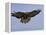 Buzzard (Buteo Buteo), Flying, Captive, Cumbria, England, United Kingdom-Steve & Ann Toon-Framed Premier Image Canvas