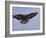 Buzzard (Buteo Buteo), Flying, Captive, Cumbria, England, United Kingdom-Steve & Ann Toon-Framed Photographic Print