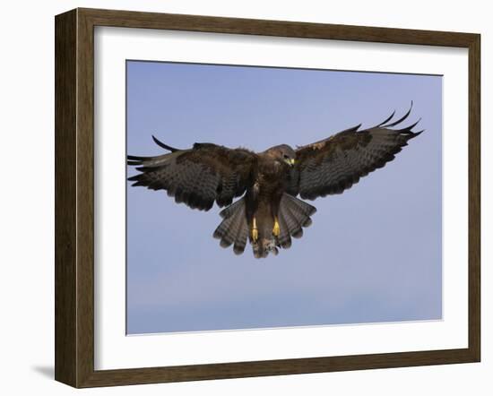 Buzzard (Buteo Buteo), Flying, Captive, Cumbria, England, United Kingdom-Steve & Ann Toon-Framed Photographic Print