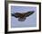 Buzzard (Buteo Buteo), Flying, Captive, Cumbria, England, United Kingdom-Steve & Ann Toon-Framed Photographic Print