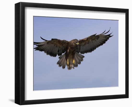 Buzzard (Buteo Buteo), Flying, Captive, Cumbria, England, United Kingdom-Steve & Ann Toon-Framed Photographic Print