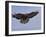 Buzzard (Buteo Buteo), Flying, Captive, Cumbria, England, United Kingdom-Steve & Ann Toon-Framed Photographic Print