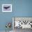 Buzzard (Buteo Buteo), Flying, Captive, Cumbria, England, United Kingdom-Steve & Ann Toon-Framed Photographic Print displayed on a wall