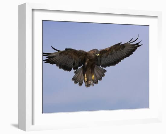 Buzzard (Buteo Buteo), Flying, Captive, Cumbria, England, United Kingdom-Steve & Ann Toon-Framed Photographic Print