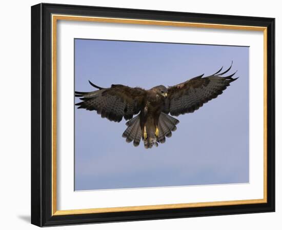 Buzzard (Buteo Buteo), Flying, Captive, Cumbria, England, United Kingdom-Steve & Ann Toon-Framed Photographic Print