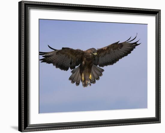 Buzzard (Buteo Buteo), Flying, Captive, Cumbria, England, United Kingdom-Steve & Ann Toon-Framed Photographic Print