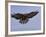 Buzzard (Buteo Buteo), Flying, Captive, Cumbria, England, United Kingdom-Steve & Ann Toon-Framed Photographic Print