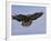 Buzzard (Buteo Buteo), Flying, Captive, Cumbria, England, United Kingdom-Steve & Ann Toon-Framed Photographic Print