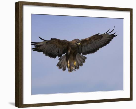 Buzzard (Buteo Buteo), Flying, Captive, Cumbria, England, United Kingdom-Steve & Ann Toon-Framed Photographic Print