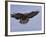 Buzzard (Buteo Buteo), Flying, Captive, Cumbria, England, United Kingdom-Steve & Ann Toon-Framed Photographic Print