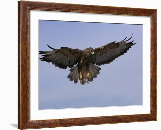 Buzzard (Buteo Buteo), Flying, Captive, Cumbria, England, United Kingdom-Steve & Ann Toon-Framed Photographic Print