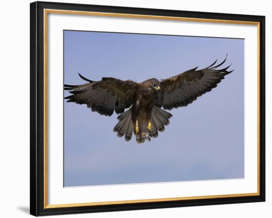 Buzzard (Buteo Buteo), Flying, Captive, Cumbria, England, United Kingdom-Steve & Ann Toon-Framed Photographic Print