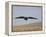 Buzzard (Buteo Buteo), Flying Over Farmland, Captive, Cumbria, England, United Kingdom-Steve & Ann Toon-Framed Premier Image Canvas