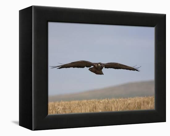 Buzzard (Buteo Buteo), Flying Over Farmland, Captive, Cumbria, England, United Kingdom-Steve & Ann Toon-Framed Premier Image Canvas