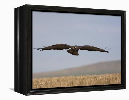 Buzzard (Buteo Buteo), Flying Over Farmland, Captive, Cumbria, England, United Kingdom-Steve & Ann Toon-Framed Premier Image Canvas