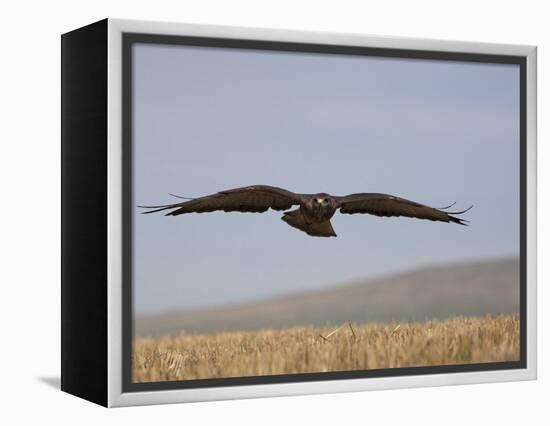 Buzzard (Buteo Buteo), Flying Over Farmland, Captive, Cumbria, England, United Kingdom-Steve & Ann Toon-Framed Premier Image Canvas