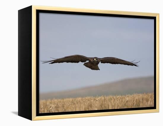 Buzzard (Buteo Buteo), Flying Over Farmland, Captive, Cumbria, England, United Kingdom-Steve & Ann Toon-Framed Premier Image Canvas