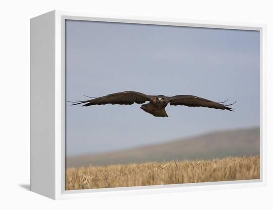 Buzzard (Buteo Buteo), Flying Over Farmland, Captive, Cumbria, England, United Kingdom-Steve & Ann Toon-Framed Premier Image Canvas