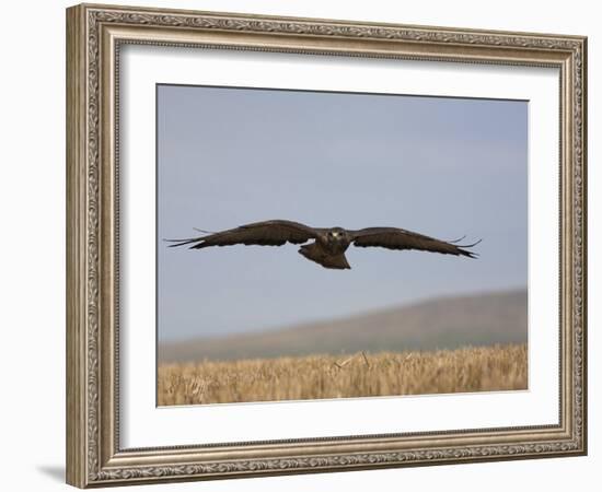 Buzzard (Buteo Buteo), Flying Over Farmland, Captive, Cumbria, England, United Kingdom-Steve & Ann Toon-Framed Photographic Print