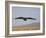 Buzzard (Buteo Buteo), Flying Over Farmland, Captive, Cumbria, England, United Kingdom-Steve & Ann Toon-Framed Photographic Print