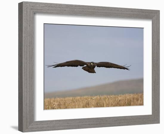 Buzzard (Buteo Buteo), Flying Over Farmland, Captive, Cumbria, England, United Kingdom-Steve & Ann Toon-Framed Photographic Print