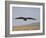 Buzzard (Buteo Buteo), Flying Over Farmland, Captive, Cumbria, England, United Kingdom-Steve & Ann Toon-Framed Photographic Print