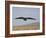 Buzzard (Buteo Buteo), Flying Over Farmland, Captive, Cumbria, England, United Kingdom-Steve & Ann Toon-Framed Photographic Print