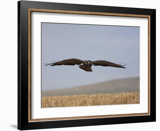 Buzzard (Buteo Buteo), Flying Over Farmland, Captive, Cumbria, England, United Kingdom-Steve & Ann Toon-Framed Photographic Print