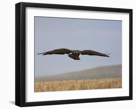 Buzzard (Buteo Buteo), Flying Over Farmland, Captive, Cumbria, England, United Kingdom-Steve & Ann Toon-Framed Photographic Print