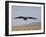 Buzzard (Buteo Buteo), Flying Over Farmland, Captive, Cumbria, England, United Kingdom-Steve & Ann Toon-Framed Photographic Print