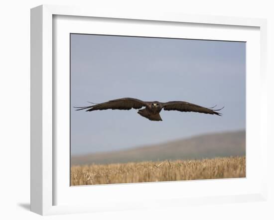 Buzzard (Buteo Buteo), Flying Over Farmland, Captive, Cumbria, England, United Kingdom-Steve & Ann Toon-Framed Photographic Print