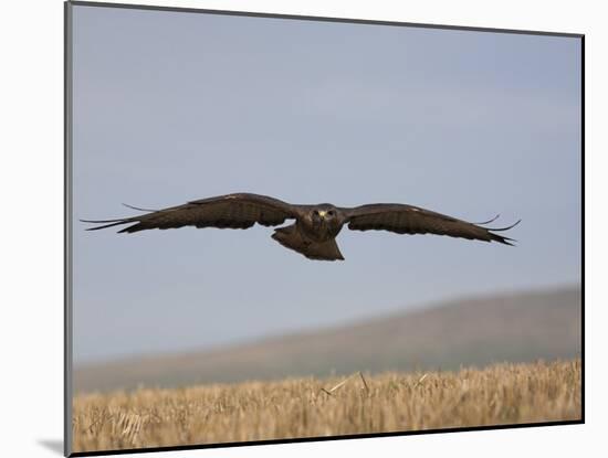 Buzzard (Buteo Buteo), Flying Over Farmland, Captive, Cumbria, England, United Kingdom-Steve & Ann Toon-Mounted Photographic Print