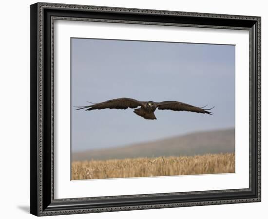 Buzzard (Buteo Buteo), Flying Over Farmland, Captive, Cumbria, England, United Kingdom-Steve & Ann Toon-Framed Photographic Print