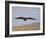 Buzzard (Buteo Buteo), Flying Over Farmland, Captive, Cumbria, England, United Kingdom-Steve & Ann Toon-Framed Photographic Print