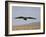 Buzzard (Buteo Buteo), Flying Over Farmland, Captive, Cumbria, England, United Kingdom-Steve & Ann Toon-Framed Photographic Print