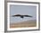 Buzzard (Buteo Buteo), Flying Over Farmland, Captive, Cumbria, England, United Kingdom-Steve & Ann Toon-Framed Photographic Print