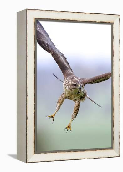 Buzzard in flight, Marlborough Downs, UK-David Pike-Framed Premier Image Canvas