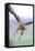 Buzzard in flight, Marlborough Downs, UK-David Pike-Framed Premier Image Canvas