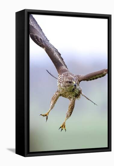 Buzzard in flight, Marlborough Downs, UK-David Pike-Framed Premier Image Canvas