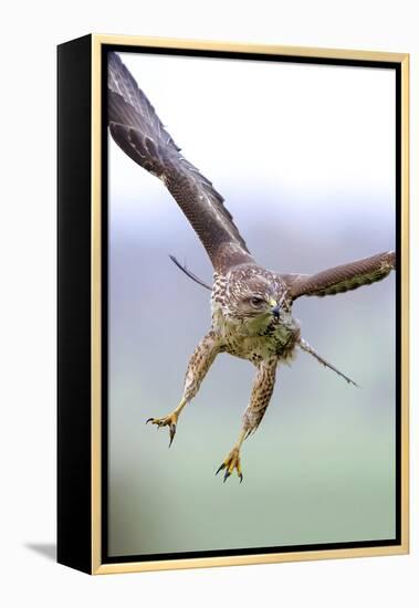 Buzzard in flight, Marlborough Downs, UK-David Pike-Framed Premier Image Canvas