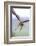 Buzzard in flight, Marlborough Downs, UK-David Pike-Framed Photographic Print