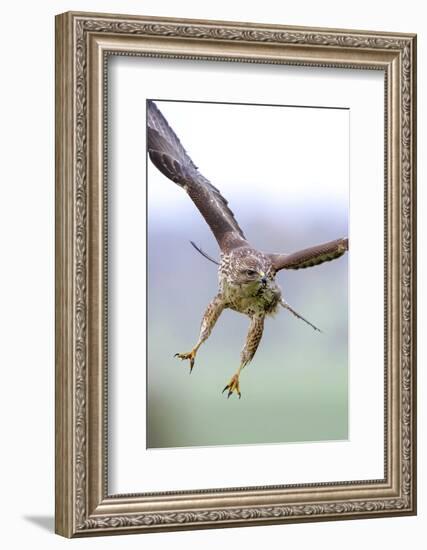 Buzzard in flight, Marlborough Downs, UK-David Pike-Framed Photographic Print