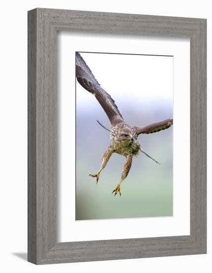 Buzzard in flight, Marlborough Downs, UK-David Pike-Framed Photographic Print