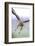 Buzzard in flight, Marlborough Downs, UK-David Pike-Framed Photographic Print